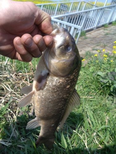 ヘラブナ