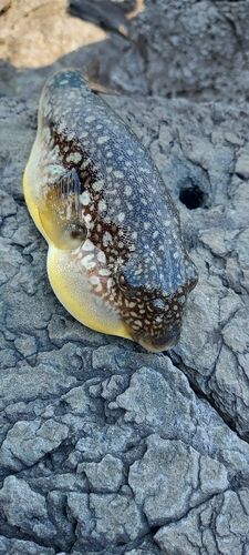 フグの釣果