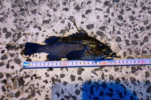 ガヤの釣果