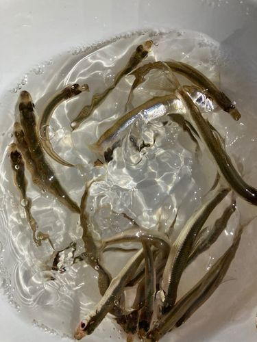 ワカサギの釣果