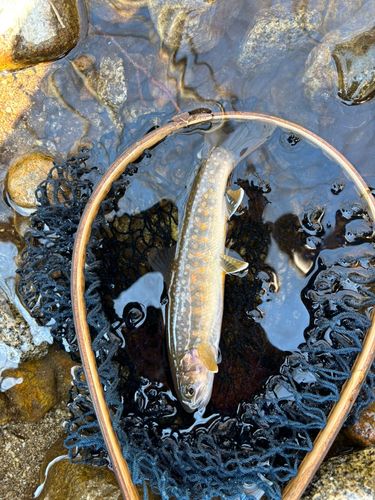イワナの釣果