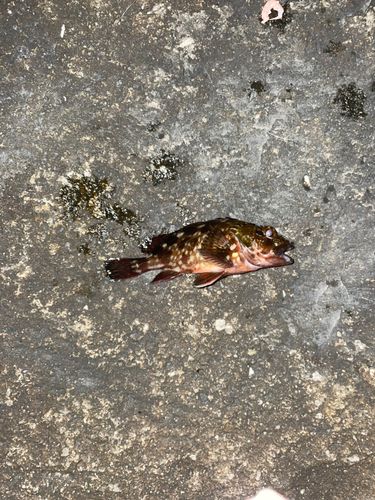 ガシラの釣果