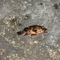 ガシラ