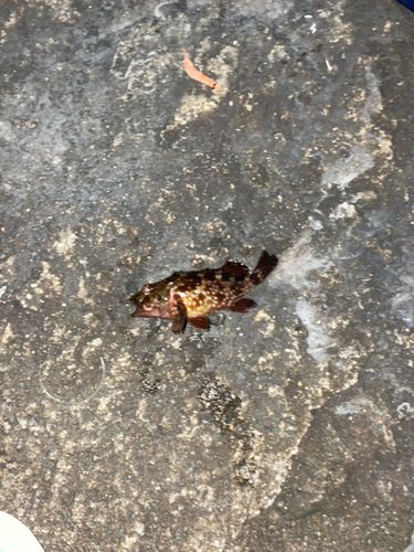 ガシラの釣果