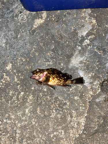 ガシラの釣果