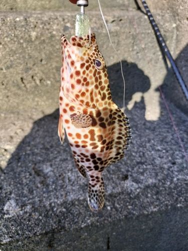 カンモンハタの釣果
