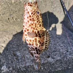 カンモンハタ