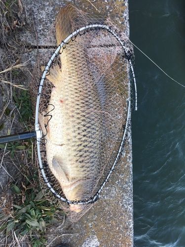コイの釣果