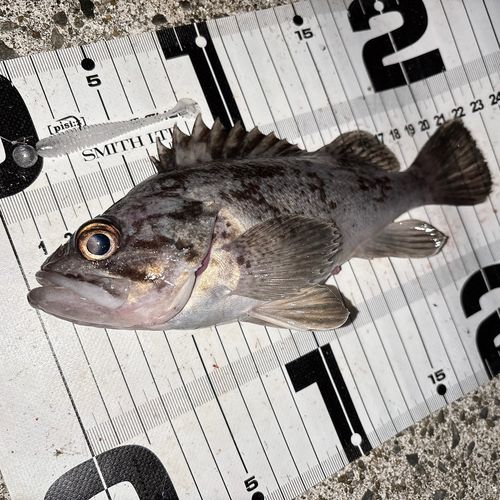 クロソイの釣果