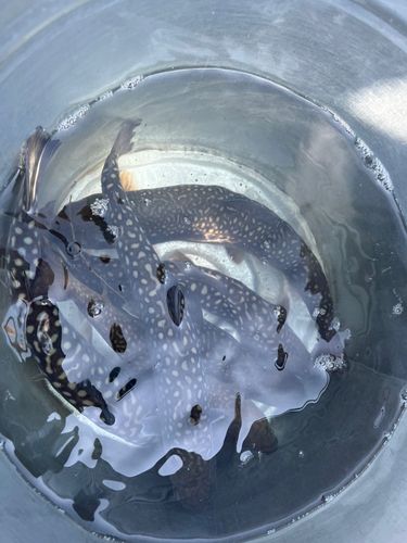 イワナの釣果