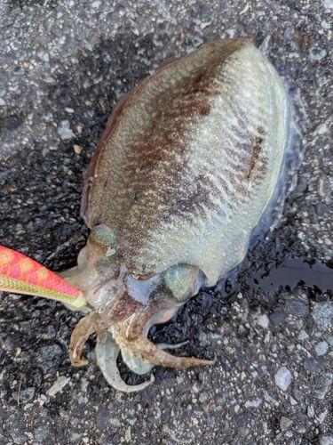 コウイカ