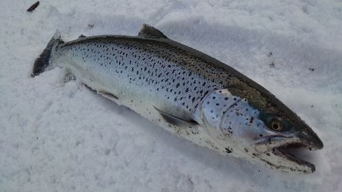 ブラウントラウト