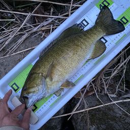 スモールマウスバス