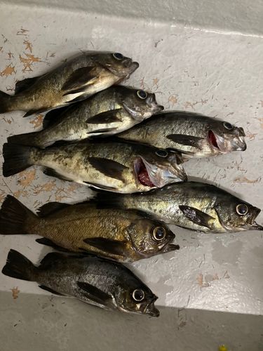メバルの釣果