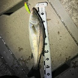 セイゴ（マルスズキ）