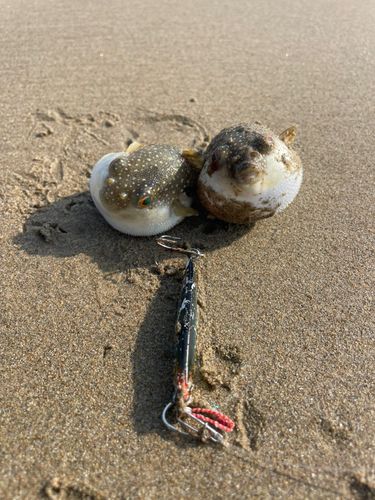 フグの釣果