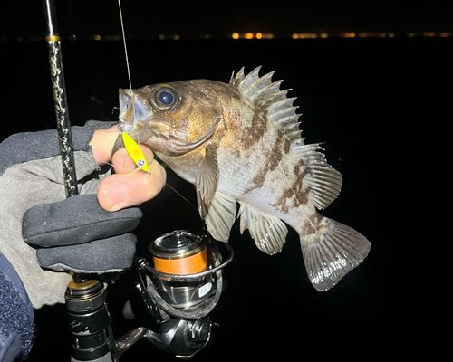 メバルの釣果