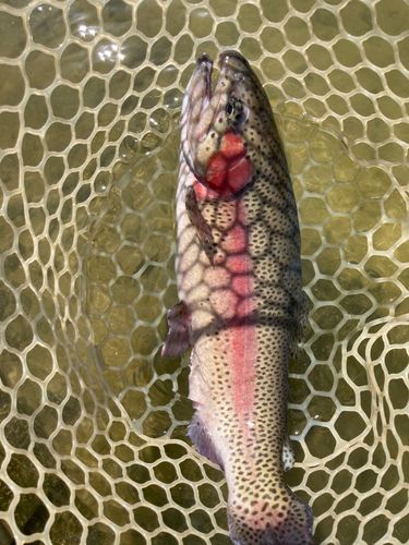 ニジマスの釣果