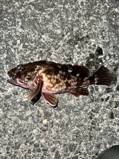 カサゴの釣果