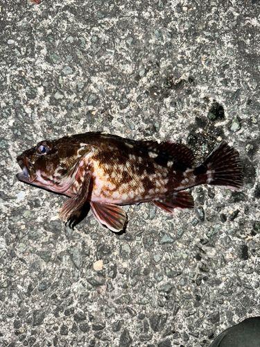 カサゴの釣果