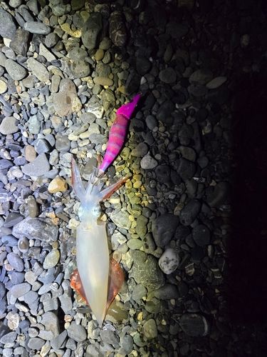 ケンサキイカの釣果