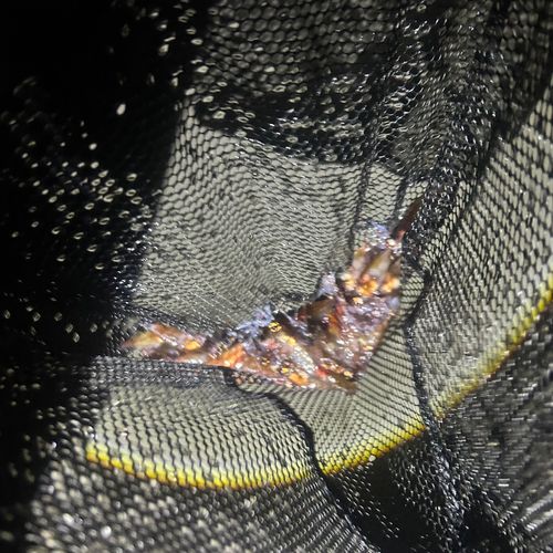 ホタルイカの釣果