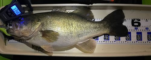 ブラックバスの釣果