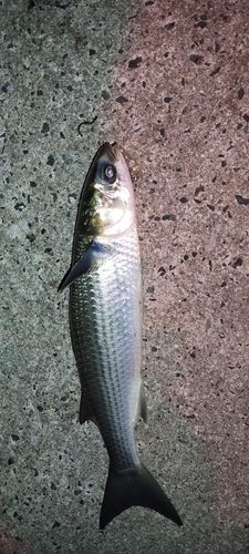 ボラの釣果
