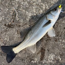 セイゴ(マルスズキ)