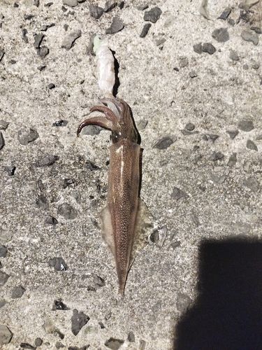 ササイカの釣果