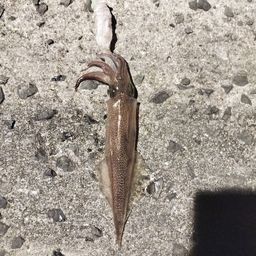 ササイカ