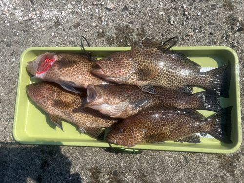 オオモンハタの釣果