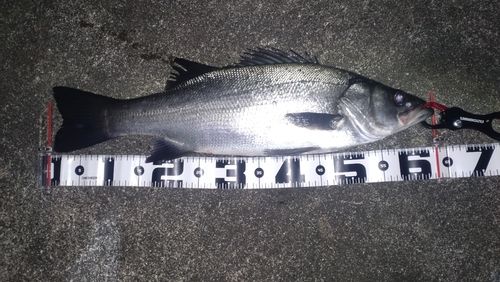 ヒラスズキの釣果