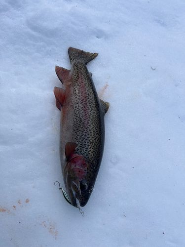 ニジマスの釣果