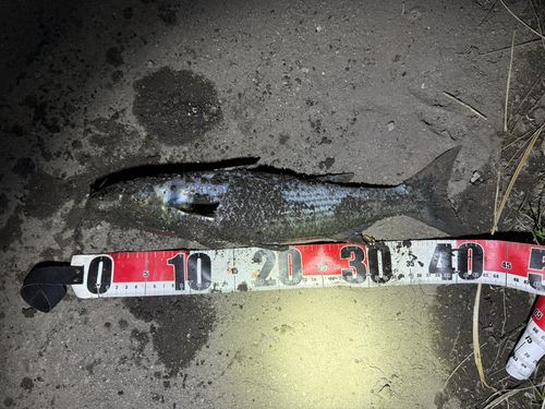 ボラの釣果