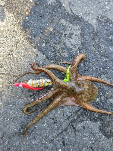 タコの釣果