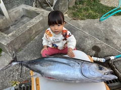 ビンチョウマグロの釣果