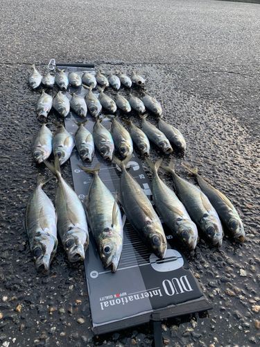 アジの釣果