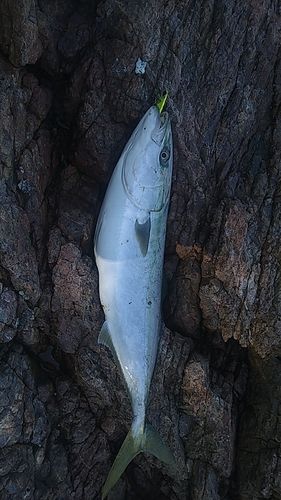 ハマチの釣果