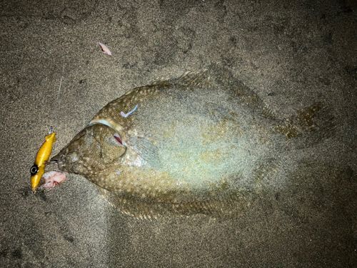 マコガレイの釣果