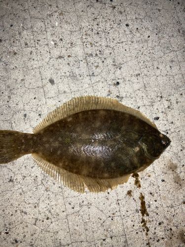 カレイの釣果