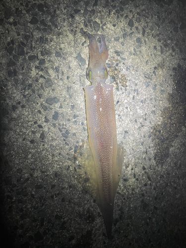 ヤリイカの釣果