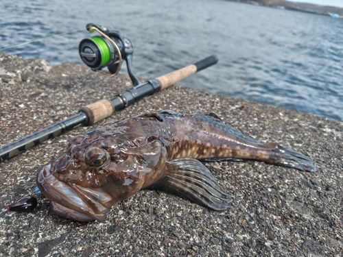 カジカの釣果