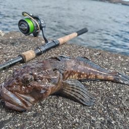 カジカ