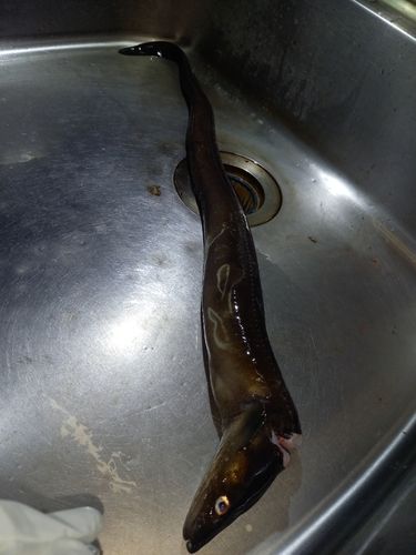 アナゴの釣果