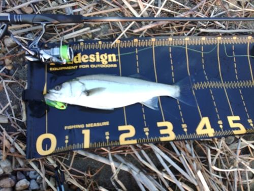 セイゴ（マルスズキ）の釣果