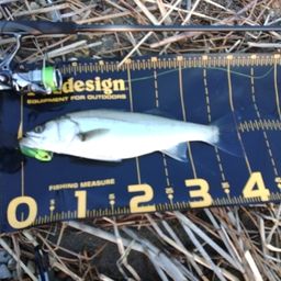 セイゴ（マルスズキ）