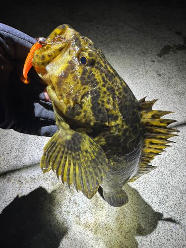 タケノコメバルの釣果