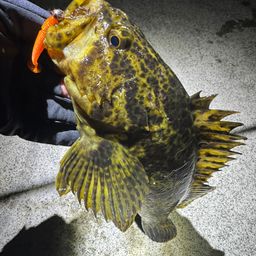 タケノコメバル