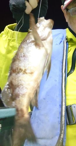 クロメバルの釣果